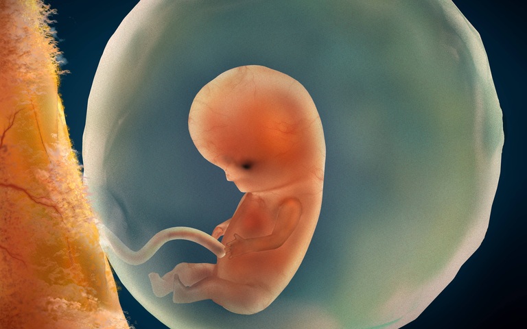 Medizinische Illustration der Entwicklung des Fötus in der 9.