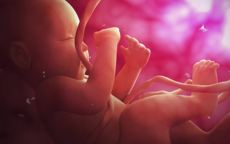 Illustration eines sich im Mutterleib entwickelnden ungeborenen Kindes